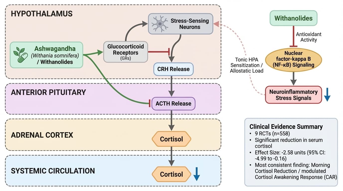 Ashwagandha's Cortisol Effect Ranges from 0% to 67%: What Determines If You're a Responder