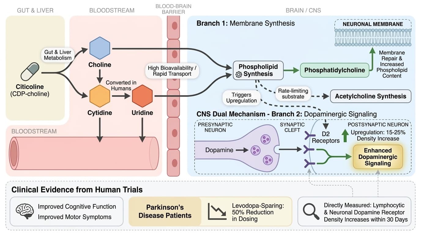 Citicoline Boosts Dopamine Receptors and Membrane Phospholipid Synthesis