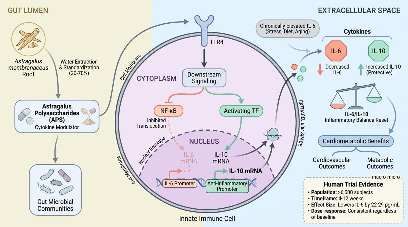 How Astragalus Polysaccharides Reset Inflammatory Balance Through IL-6/IL-10