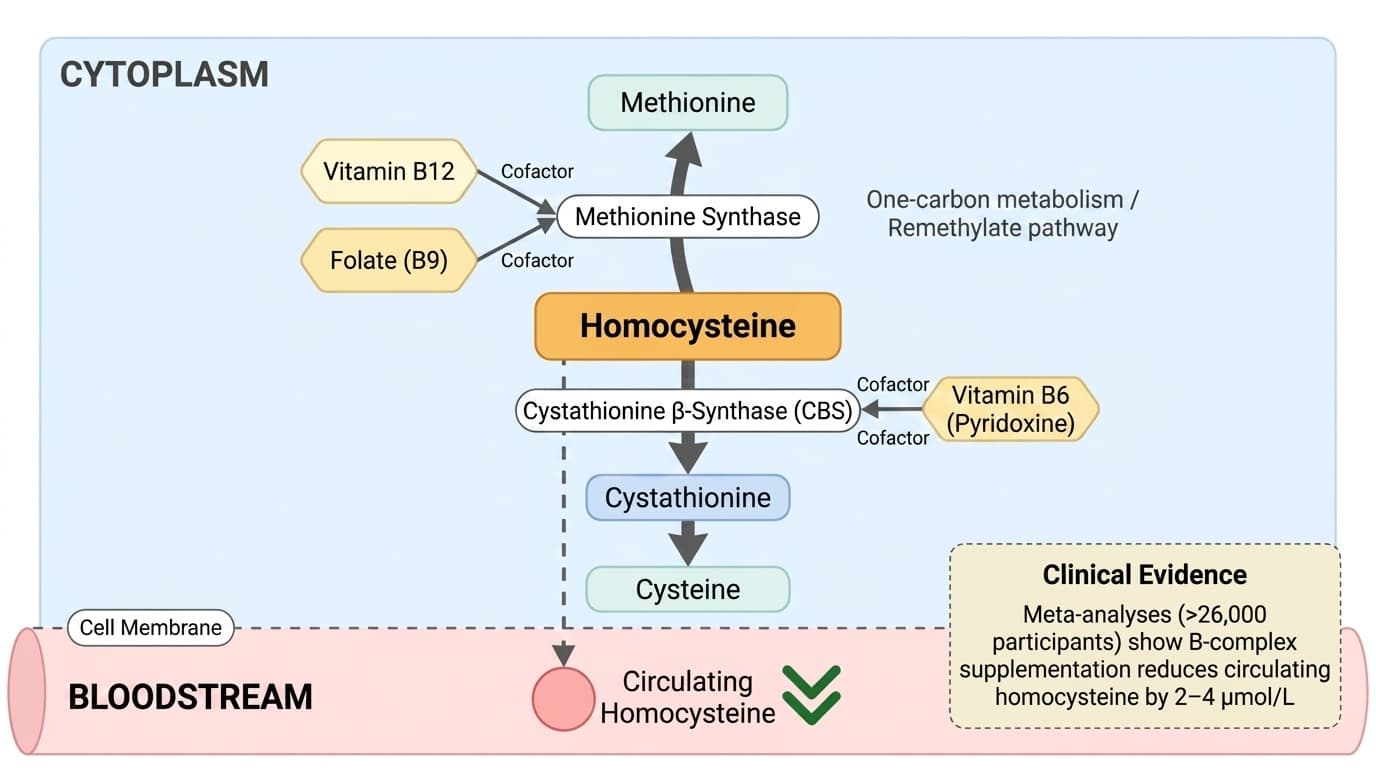 How B-Complex Vitamins Lower Homocysteine Through Methylation Pathways