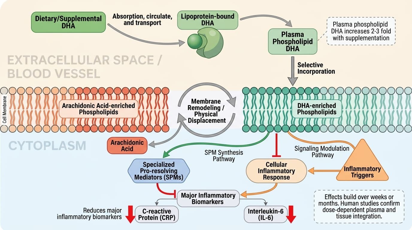 How DHA Directly Integrates Into Cell Membranes to Control Inflammation