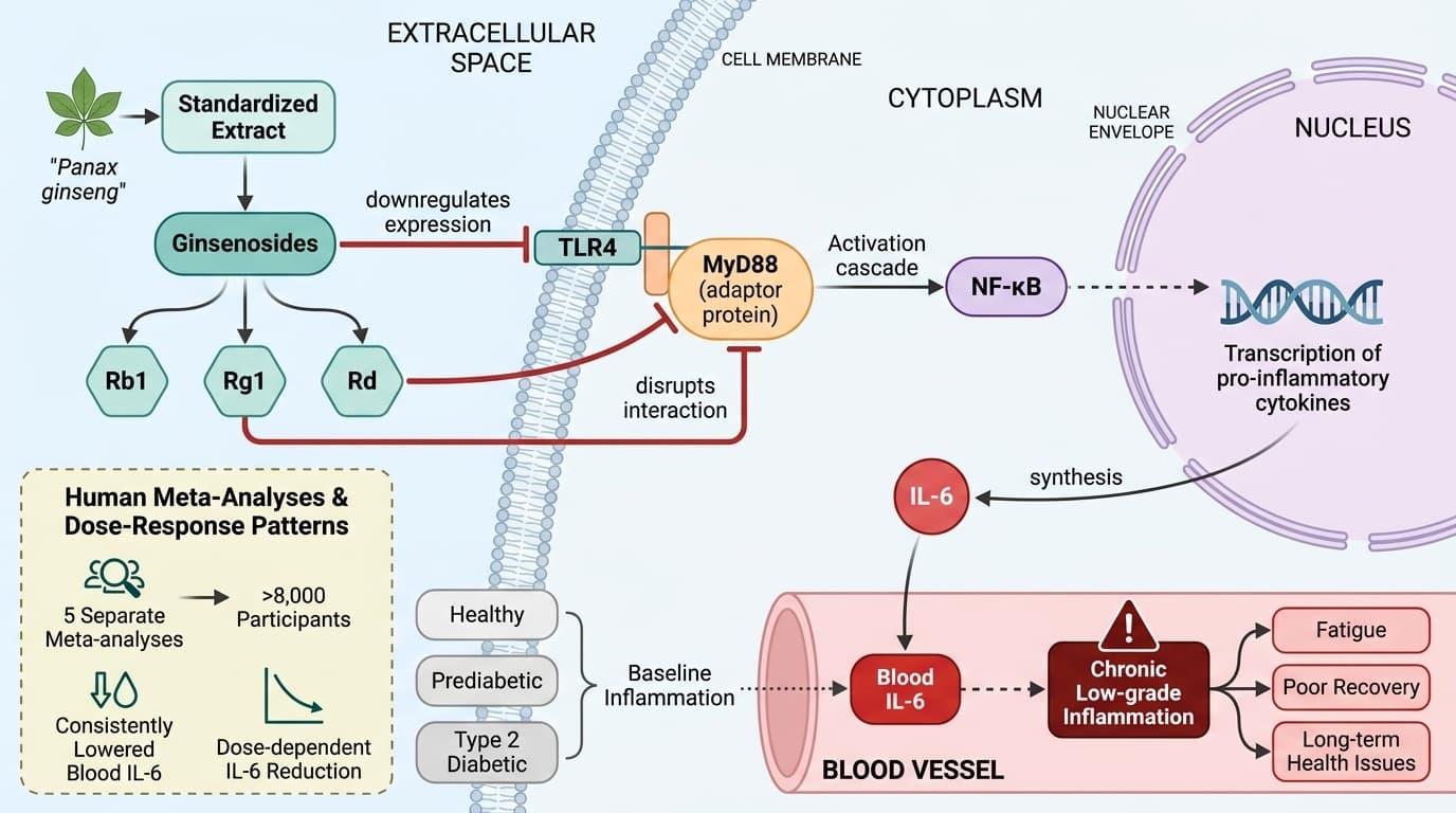 How Ginsenosides Target IL-6 Inflammation Through Multiple Pathways
