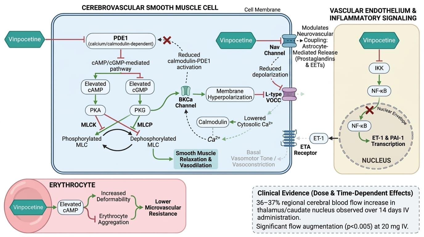 How Vinpocetine Inhibits PDE1 to Increase Cerebral Blood Flow