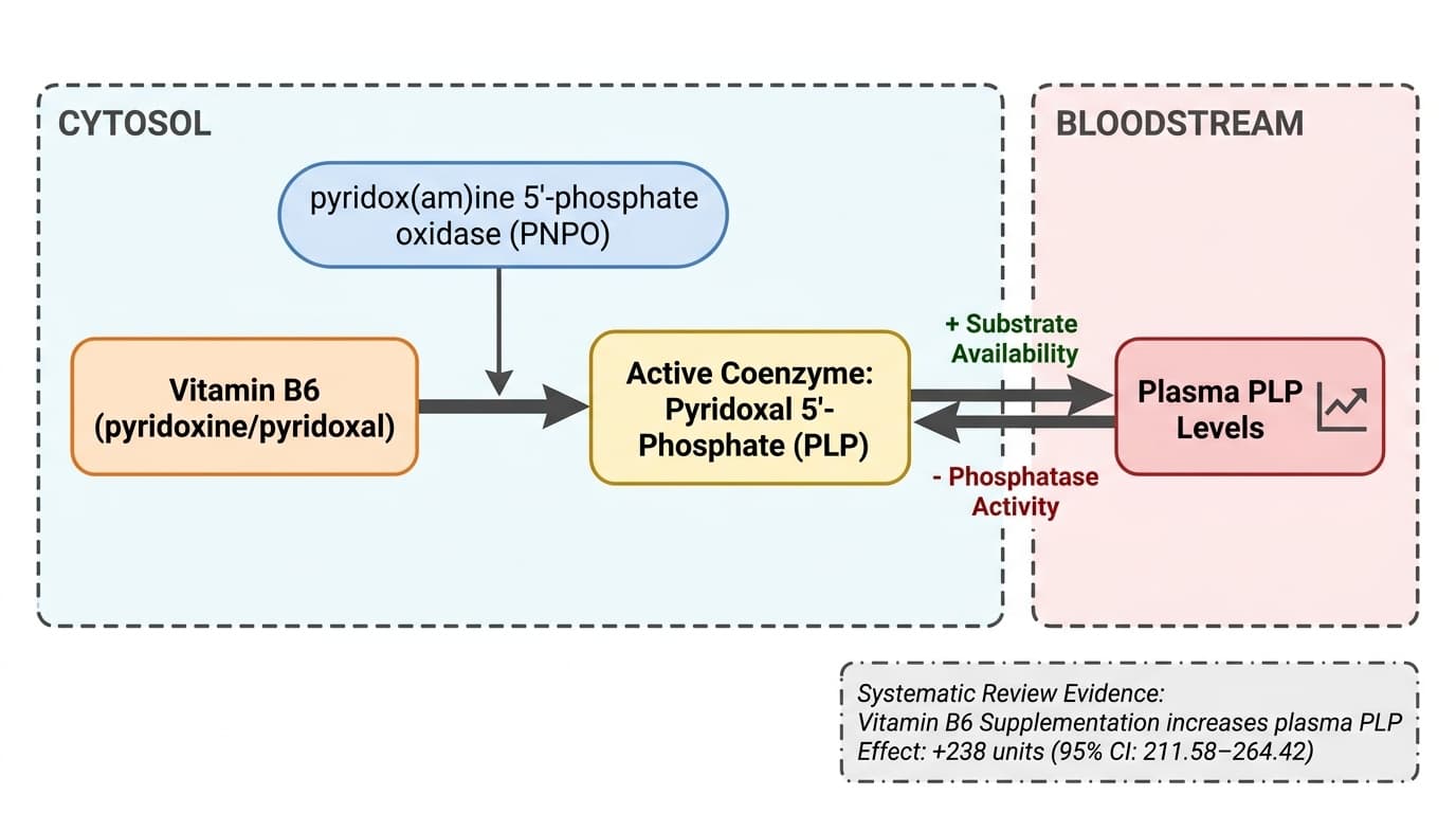 How Vitamin B6 Converts to PLP to Power 150+ Enzyme Reactions
