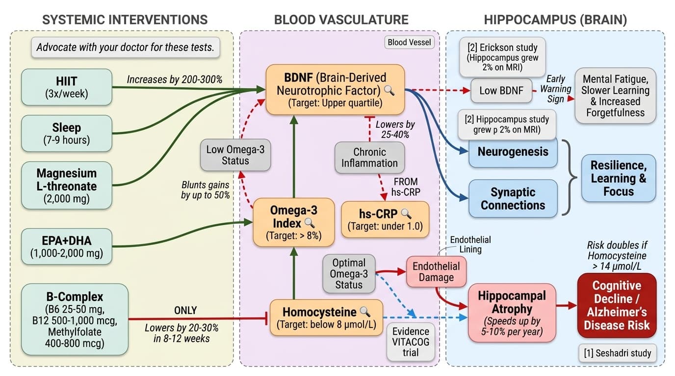 The Four Blood Signals That Predict Brain Aging—and What Most Doctors Miss