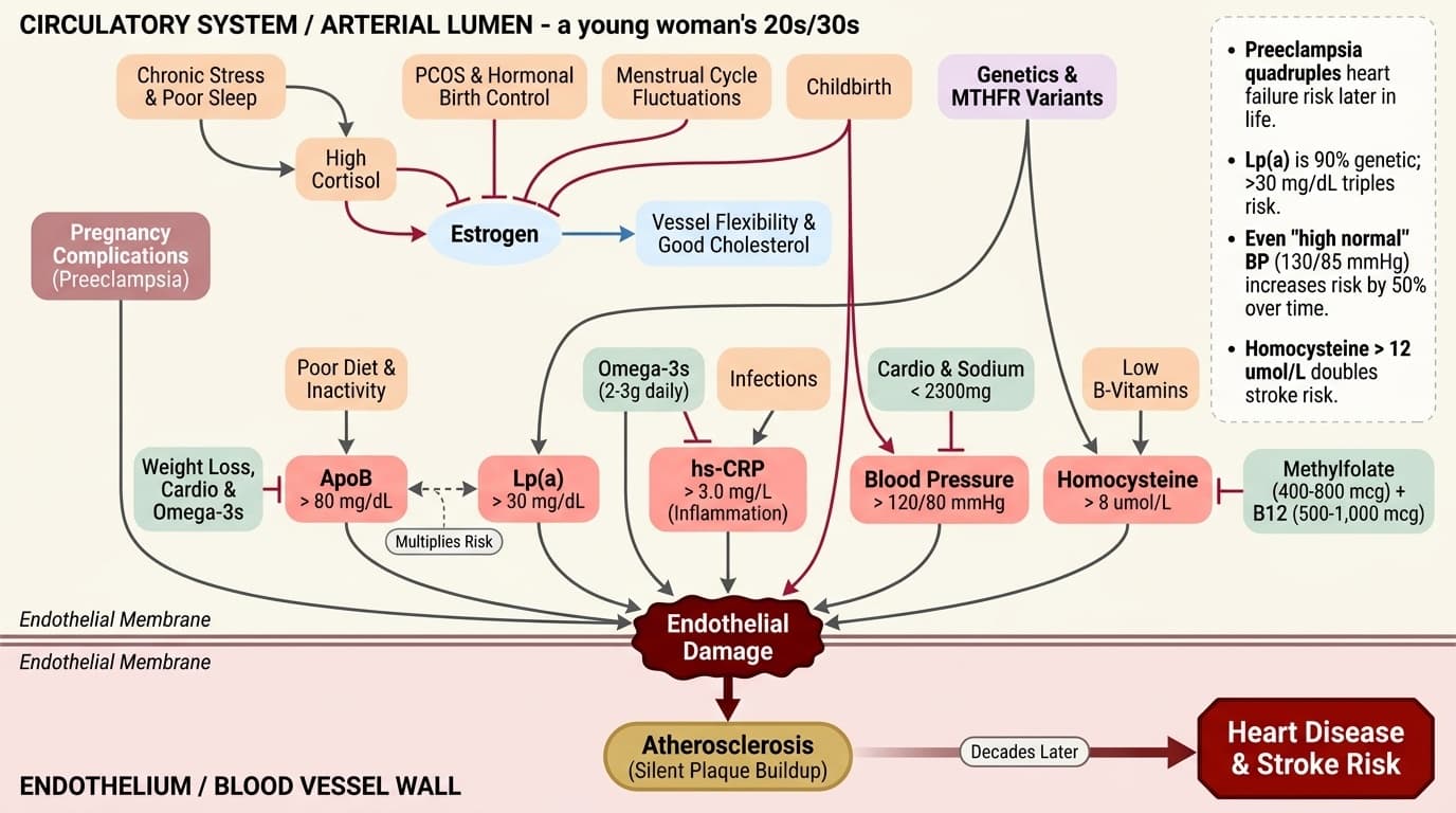 The Heart Disease Blind Spot: A Comprehensive Guide to Cardiovascular Health for Women 18–39