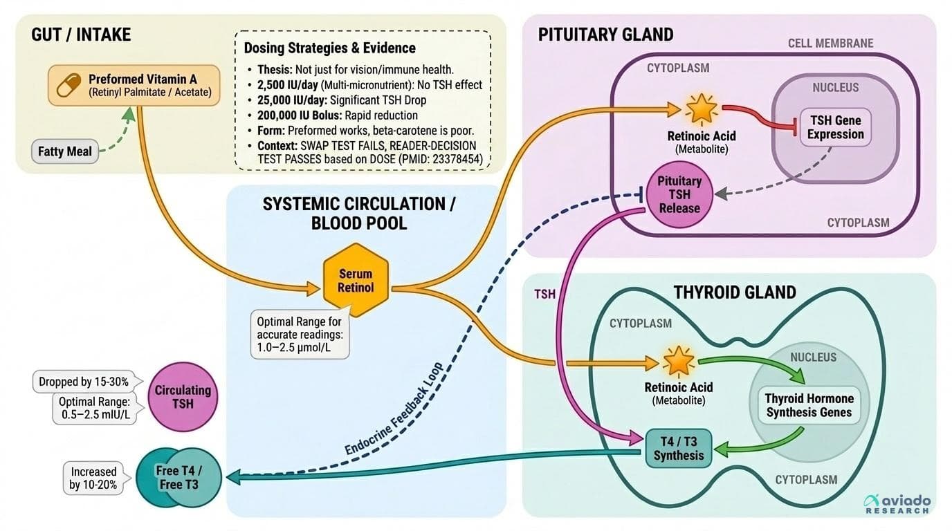Vitamin A's Hidden Role in Thyroid Function: Why Your TSH Might Be Off Without Knowing It